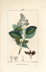Michurago ou fruta de mono, Ladenbergia macrocarpa (Cinchona ovalifolia), avec fleur, feuille, tige et graine
