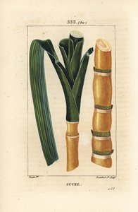 Canne noble - Canne à sucre, Saccharum officinarum, tige et feuille. Gravure en taille-douce colorée à la main par Lambert Junior d