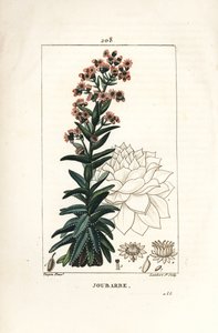 Orpin - Grande joubarbe, Sedum majus. Gravure en taille-douce en couleur par Lambert Junior d