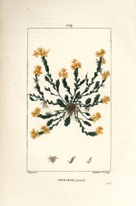 Orpin acre - Orpin doré, Sedum acre. Gravure en taille-douce en couleur par Lambert Junior d