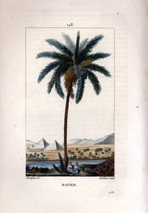 Palmier dattier - Pierre Jean Francois Turpin