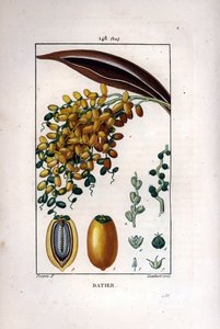 Branche de palmier à dattes - Pierre Jean Francois Turpin
