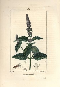 Menthe poivrée