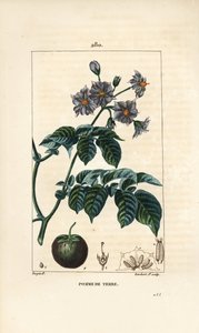 Pomme de terre - Solanum tuberosum, avec fleur, feuille, tige et fruit. Gravure au pointillé en couleur par Lambert Junior d