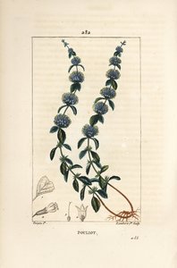 Menthe pouliot - Pierre Jean Francois Turpin