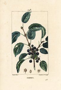 Nerprun purgatif - Pierre Jean Francois Turpin