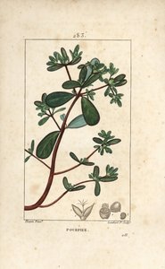 Pourpier, Porcelane, Porculaca oleracea, avec feuille, tige et fleur. Gravure en taille-douce en couleur par Lambert Junior d
