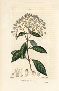 Quinquina