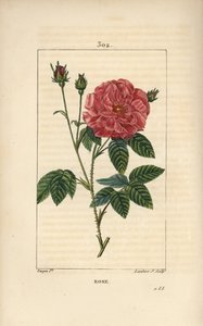 Rose de France ou Rose de Provins - Rose, Rosa gallica, avec bouton, fleur, feuille et tige épineuse. Gravure au pointillé colorée à la main par Lambert Junior d