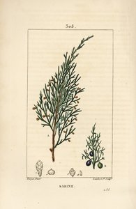 Genévrier sabine, Juniperus sabina, avec baie, feuille, tige et graine. Gravure en taille-douce colorée à la main par Lambert Junior d