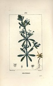 Gratteron ou rible, gratte-langue, gaillet - Gaillet gratteron, Galium aparine - Pierre Jean Francois Turpin