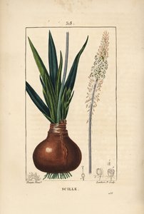 Scille maritime, Drimia maritima, avec bulbe, feuille, tige et fleur. Gravure en taille-douce coloriée à la main par Lambert Junior d