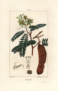 Tamarin - Pierre Jean Francois Turpin
