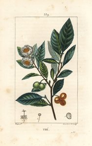 Théier - Thé, Camellia sinensis, montrant feuille, fruit et fleur. Gravure au pointillé en couleur à la main par Lambert Junior d