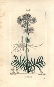 Valériane des collines ou Valériane à petites feuilles