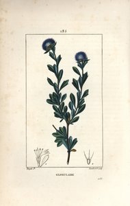 Variété de globulaire - Pierre Jean Francois Turpin