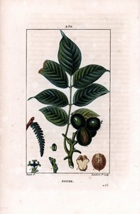 Branche de noyer avec noix - Noyer, Juglans regia, avec branche, feuilles, fruit mûr, noix en coque et en section. Gravure en taille-douce en couleur par Lambert Junior d