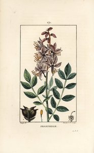 Dictamnus albus blanc