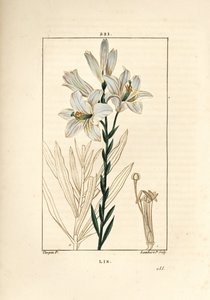 Lys blanc ou lys de la Madone - Pierre Jean Francois Turpin