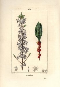 Bois joli, bois joli, vert, vert bois, Daphne bois joli - Pierre Jean Francois Turpin