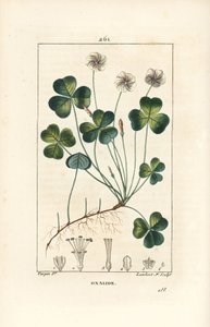 Oxalide des bois - Oxalis acetosella, avec fleur, feuille, tige, graine et racine. Gravure en taille-douce en couleur par Lambert Junior d