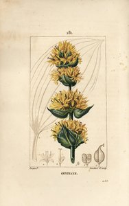 Gentiane jaune ou grande gentiane - Gentiane, Gentiana lutea