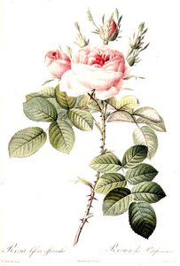 Rosa Bifera Officinalis, gravée par Langlois, publiée par Remond