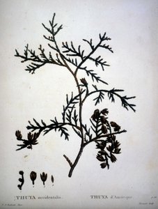 Thuya occidentalis ou Thuya d