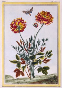 Une variété de pavot jaune à double fleur, vers 1776