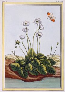 Chiendent de Parnasse, pub. 1776 - Pierre Joseph Buchoz