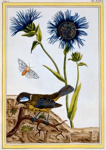 Bleuet, pub. 1776 - Pierre Joseph Buchoz