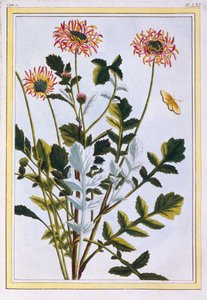 Arcotis éthiopienne (Lys africain), vers 1766 (gravure coloriée à la main)