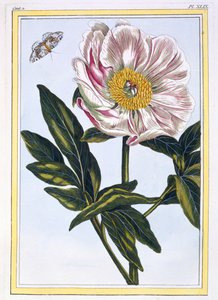 Pivoine commune de couleur chair, pub. 1776