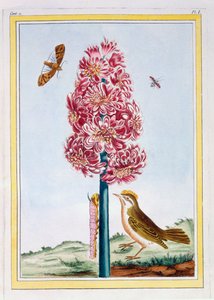 Jacinthe, vers 1766 (gravure en couleur) - Pierre Joseph Buchoz