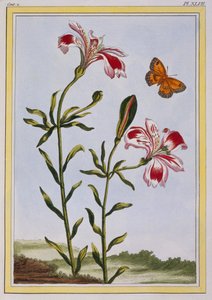 La Fleur Tachetée des Incas, 1776 - Pierre Joseph Buchoz