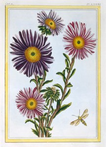 La Reine Marguerite Aster, pub. 1776 - Pierre Joseph Buchoz