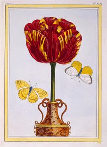 Tulipe 