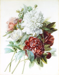 Un bouquet de pivoines rouges, roses et blanches