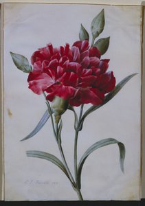 Œillet rouge foncé, 1822 - Pierre Joseph Redouté