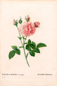 Rose Agathe Royale, Rosa gallica variété. Gravure au pointillé colorée à la main de Pierre Joseph Redouté « Les Roses », Paris - Pierre Joseph Redouté