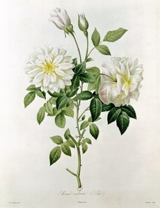 Aime Vibere (Thé) gravé par Eustache Hyacinthe Langlois (1777-1837)