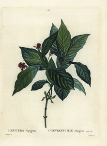 Chèvrefeuille alpin (Lonicera alpigena) - Pierre Joseph Redouté