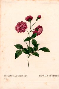 Rose de Chine animée, Rosa chinensis hybride, La Bengale animée. Gravure en taille-douce en couleur de Pierre Joseph Redouté, « Les Roses », Paris - Pierre Joseph Redouté