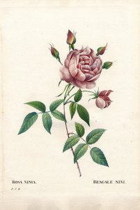 Rose de Bengale nini, Rosa indica ninia. Gravure en taille-douce coloriée à la main de Pierre Joseph Redouté « Les Roses », Paris - Pierre Joseph Redouté