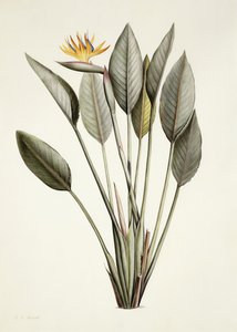 Oiseau de paradis