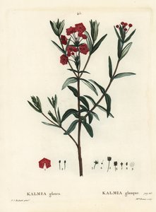 Laurier des marais, Kalmia polifolia. Gravure en manière de crayon coloriée à la main par Miss Brenet d