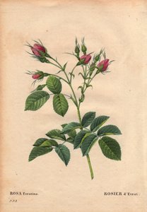 Planche botanique, Fleur, Rose Variété : Rose Evrat (Rosa evratina). Origine inconnue, des serres néerlandaises et donnée à Monsieur Evrath avant 1824. Dans « Les Roses », Volume 2 par Pierre Joseph Redouté (1759-1840)