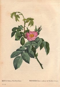 Planche botanique, fleur, rose variété : Rose velue à l
