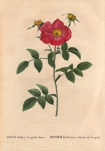 Planche botanique, Fleur, Rose Variété : Rose de Province avec Stapelia en fleur (Rosa Gallica Stapeliae flora), espèce probablement éteinte. Dans « Les Roses », Volume 2 par Pierre Joseph Redouté (1759-1840) - Pierre Joseph Redouté