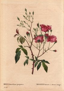 Planche botanique, Fleur, Rose Variété : Rosa noisettiana à fleurs rouges (Rosa noisettiana purpurea), obtenue à partir des graines de la variété Rose Noisette en 1822 dans le jardin de Monsieur Ternaux. Dans « Les Roses », Volume 2 par Pierre Joseph Redou
